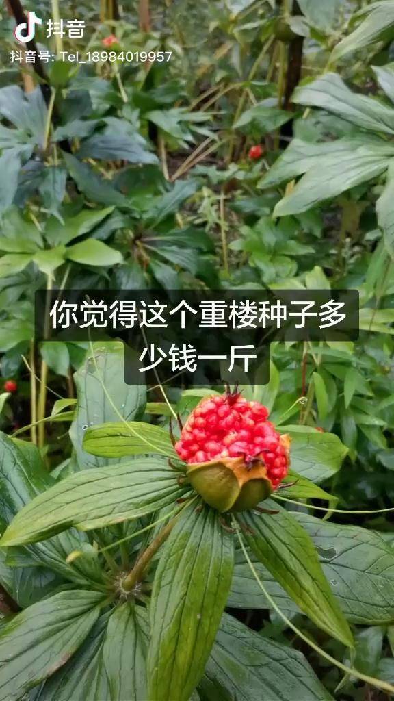 你觉得这个重楼种子多少钱一斤重楼滇重楼七叶一枝花重楼种子企业号小