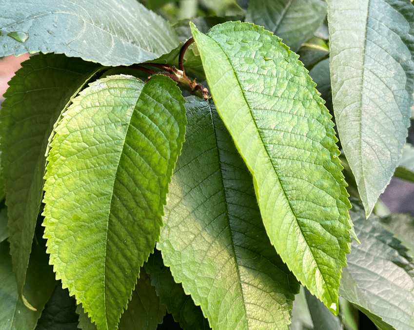 大连美早樱桃果真有内幕