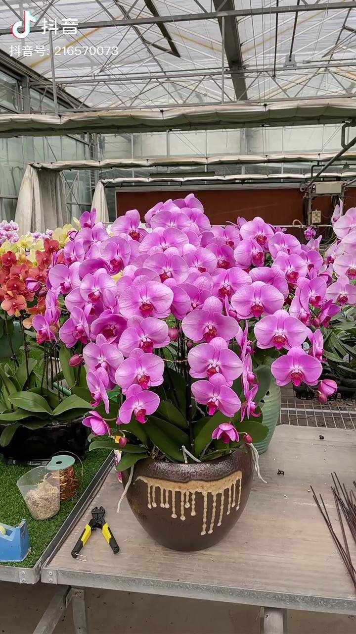 希望看到视频的你很幸福很开心抖音蝴蝶兰坤哥玩花卉