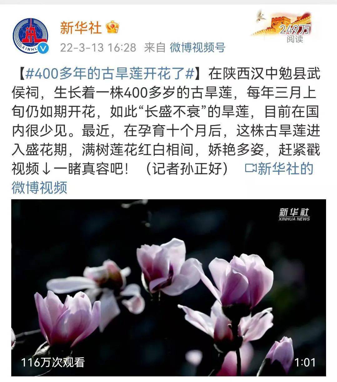 古镇|400多年的古旱莲开花了，这座小城里的时光缱绻悠长