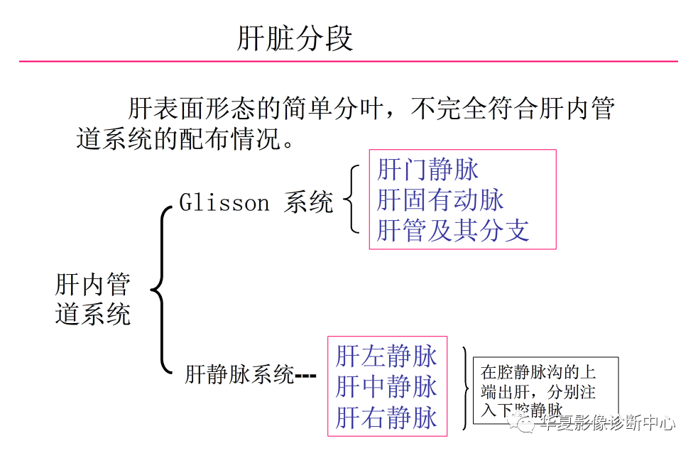 解剖|肝脏影像学与系统解剖