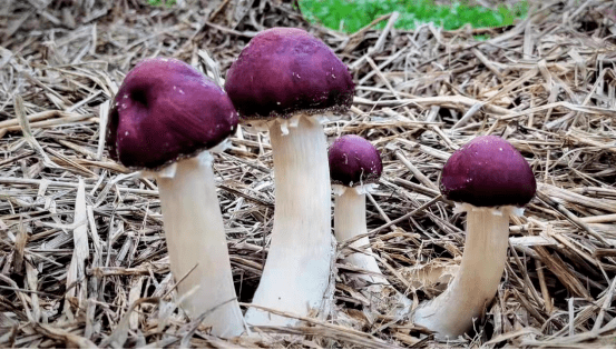 江湖名号"菌中之王"的红松茸它是不!不!不!