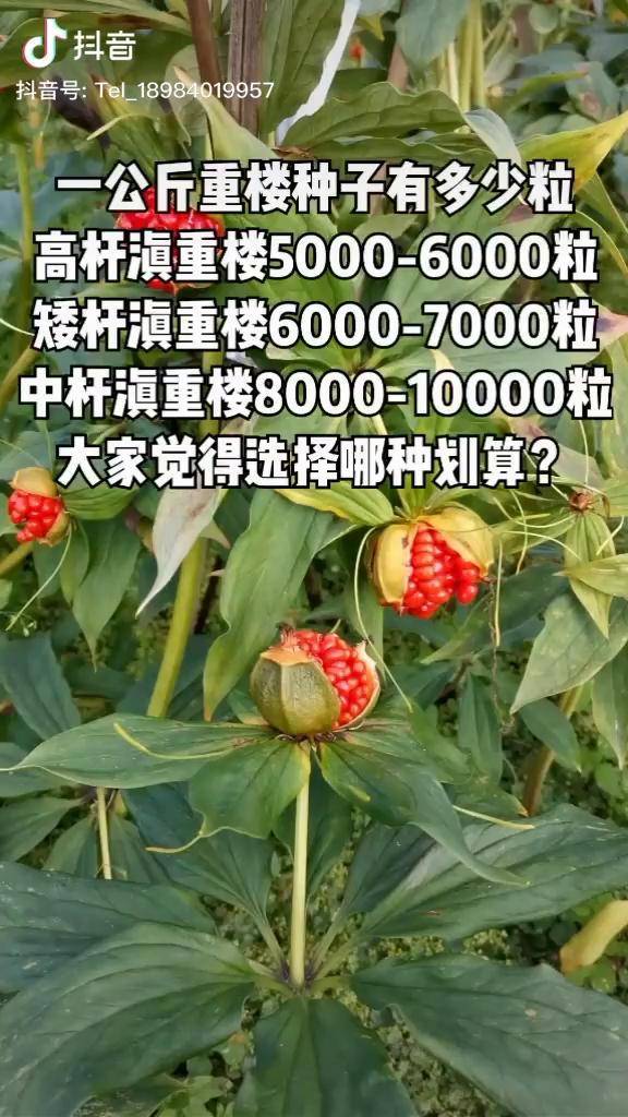 重楼种子重楼滇重楼一公斤重楼种子有多少粒选择哪一种划算