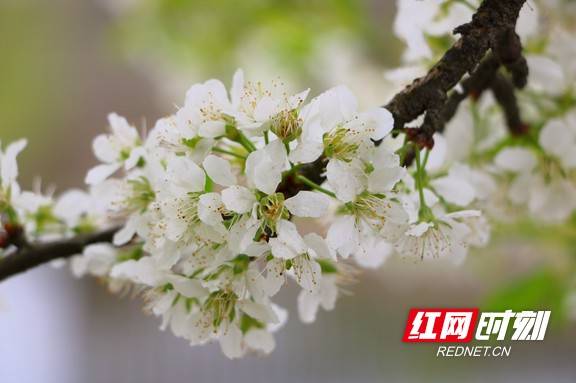 春风|赫山区欧江岔：春风满湖 来仪湖湿地公园十里花开