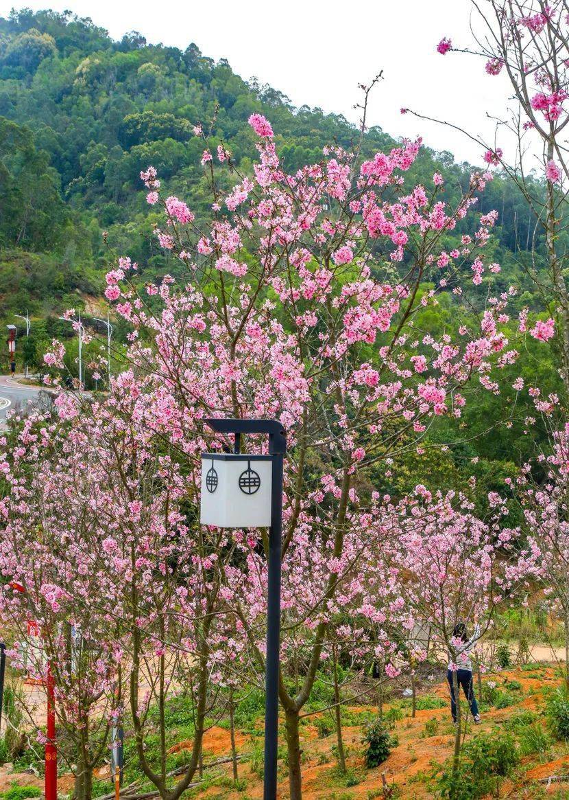 惠州樱花景点图片