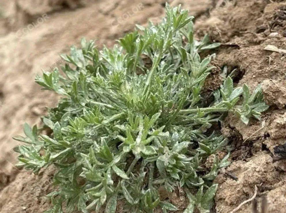 科普|春天到,我为什么又双叒叕过敏了?_花粉_园艺_作品