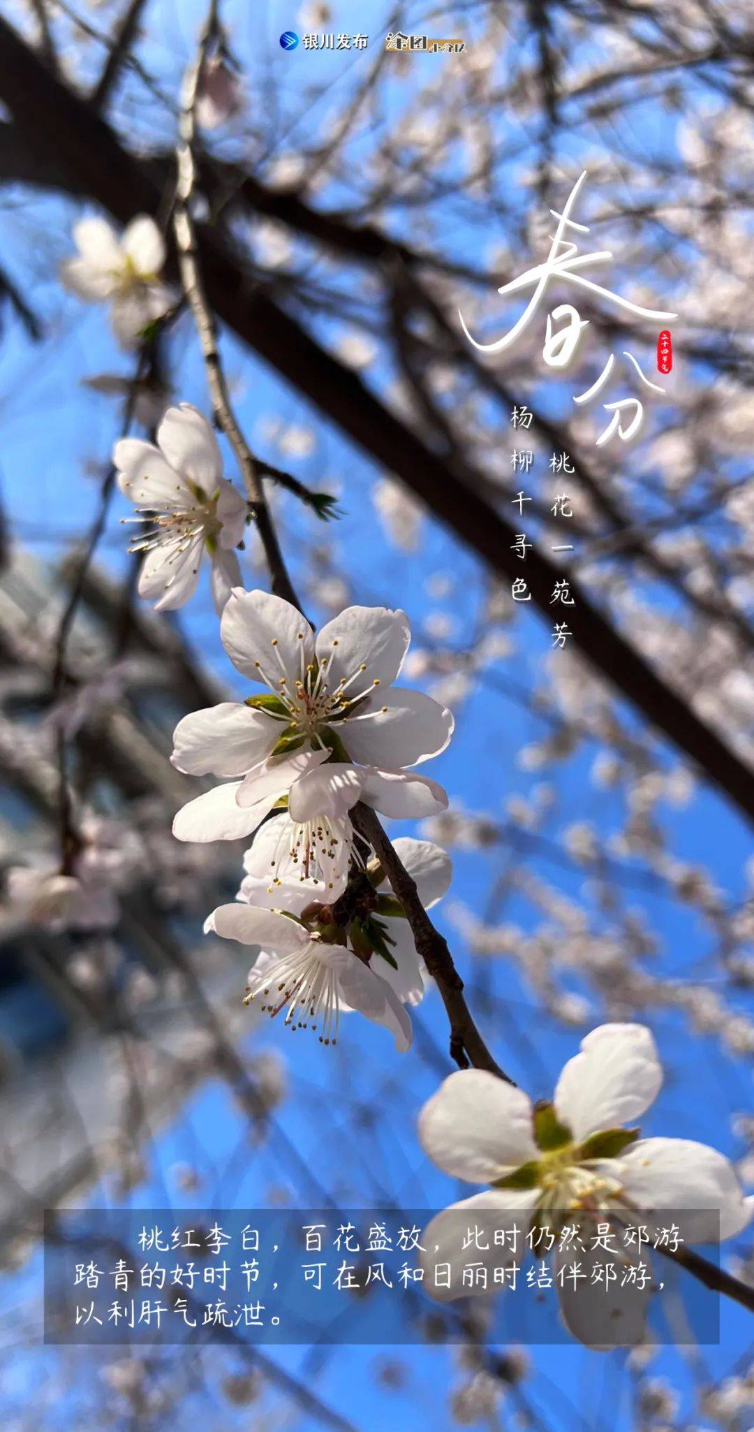 海报|今日春分！看，迷人的银川！