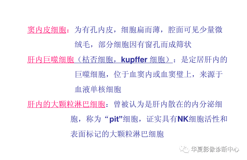 解剖|肝脏影像学与系统解剖