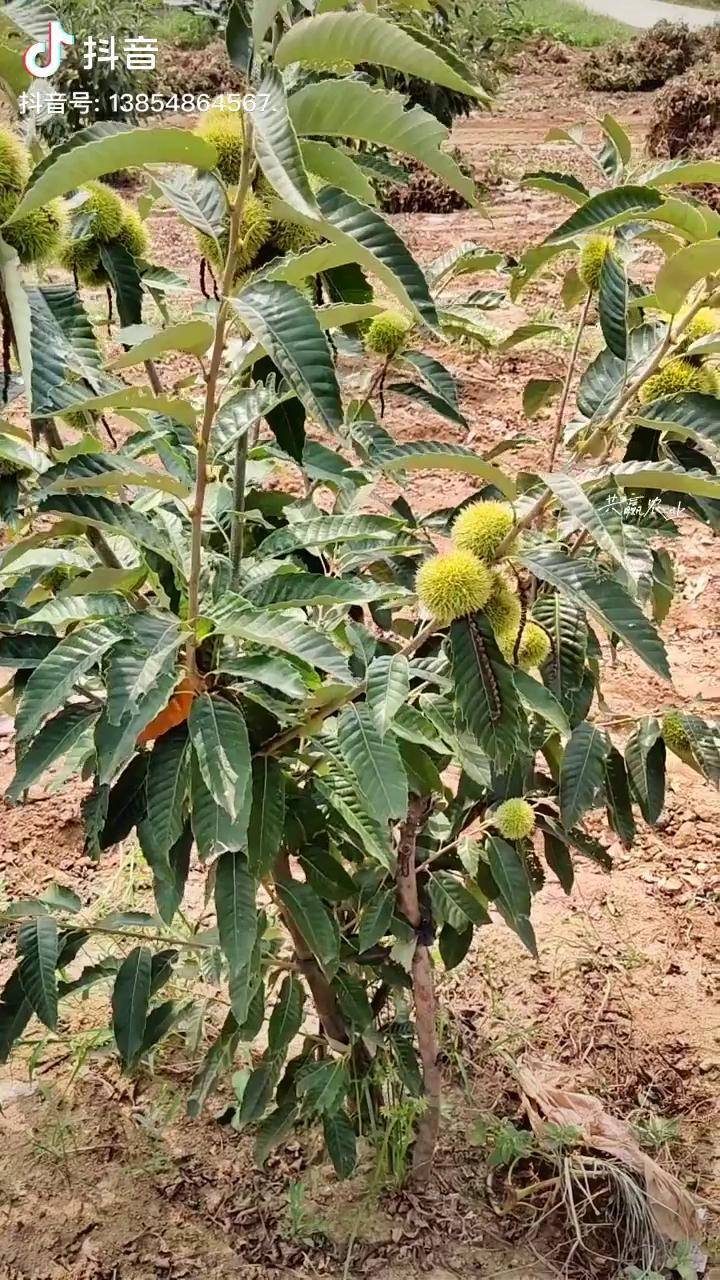 嫁接板栗树结果快产量高栽种第二年的板栗树挂果效果板栗树苗农业全国