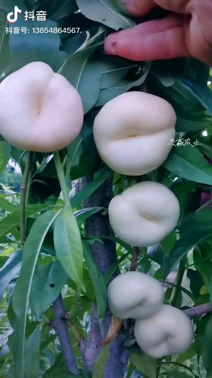 此果只因天上有奈何鲜果恋凡尘白蟠桃蟠桃树苗蟠桃盛宴dou小助手