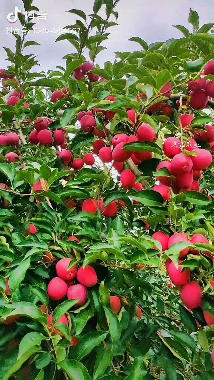 鸡心果小苹果几乎不用搭理就有很高的产量而且耐寒零下35度可观赏可鲜