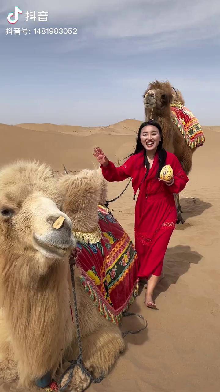 笑死人版沙漠骆驼图片