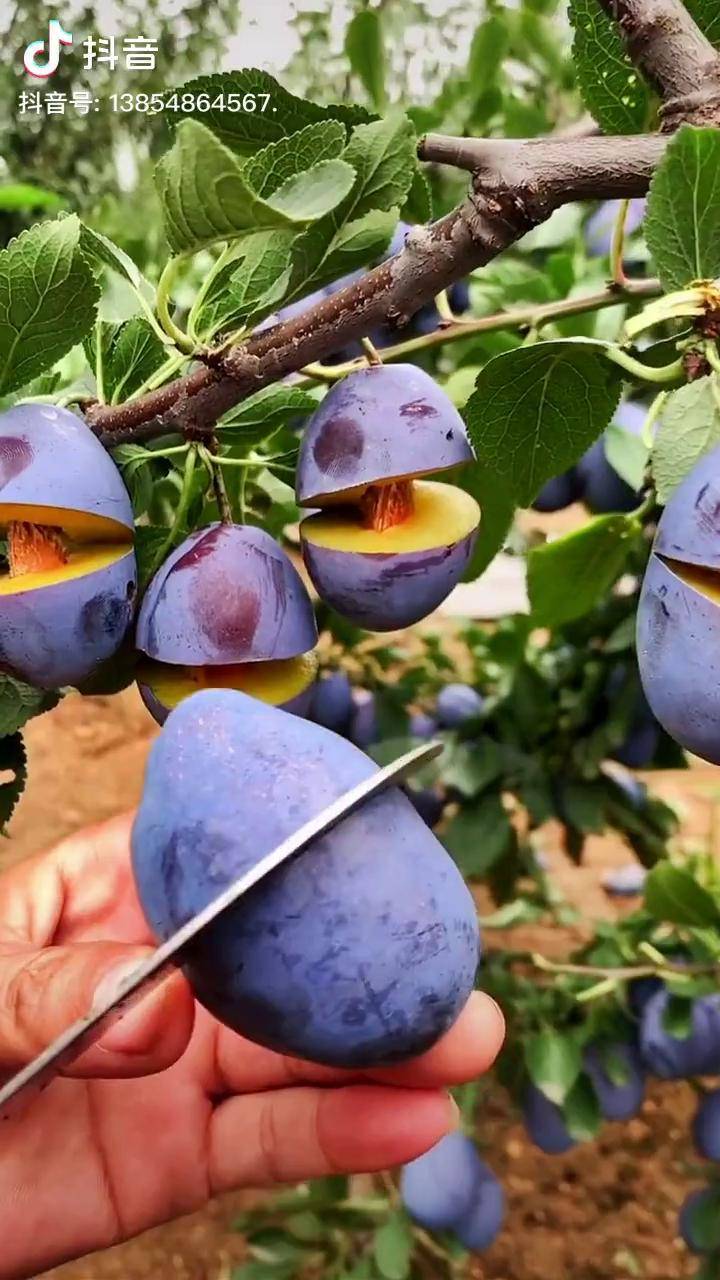 这就是甜口的西梅蓝密李子个大脆甜离核西梅李子苗蓝蜜西梅李子树苗