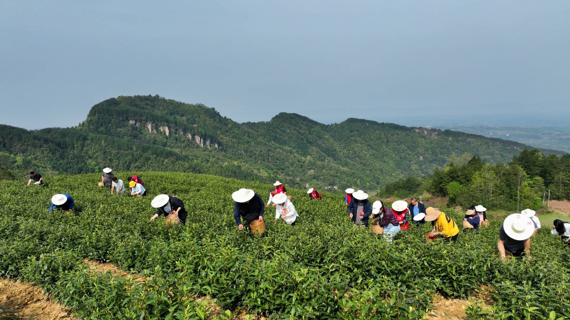 鄉村振興看重慶|忠縣黨員志願者助農採春茶_白石鎮_茶園_滿山