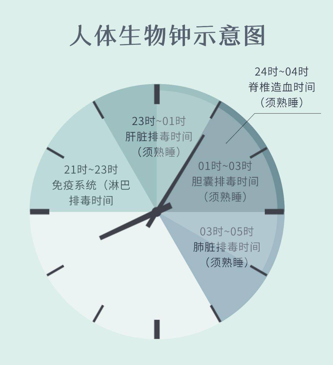 人体睡眠时间表图片