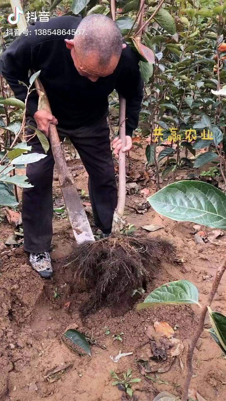 阳丰脆甜柿子树甜柿子树苗