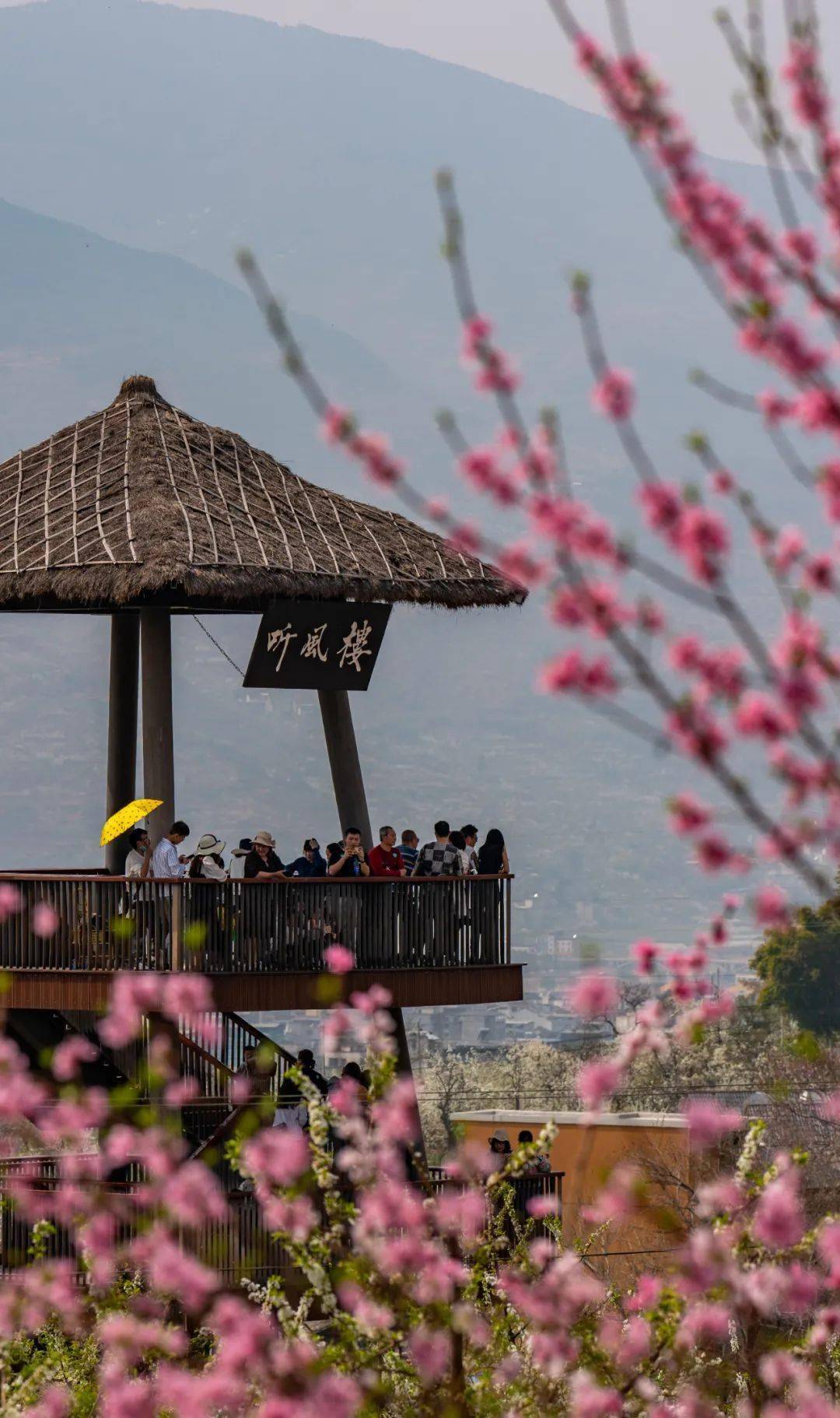 这里树上的梨花与地里的二月兰完美搭配在九襄aaaa风景区花神广场均可