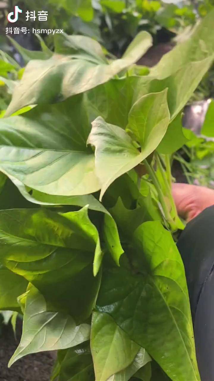 红薯苗玛莎莉引种于日本成长周期130天具有短蔓分枝率高薯形光滑软糯