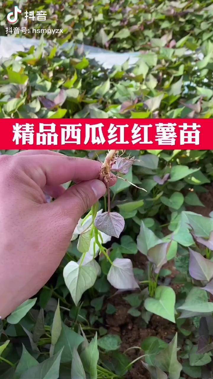 红薯苗西瓜红别名六敖蜜薯一亩4000颗苗亩产8000斤左右近几年市场发展