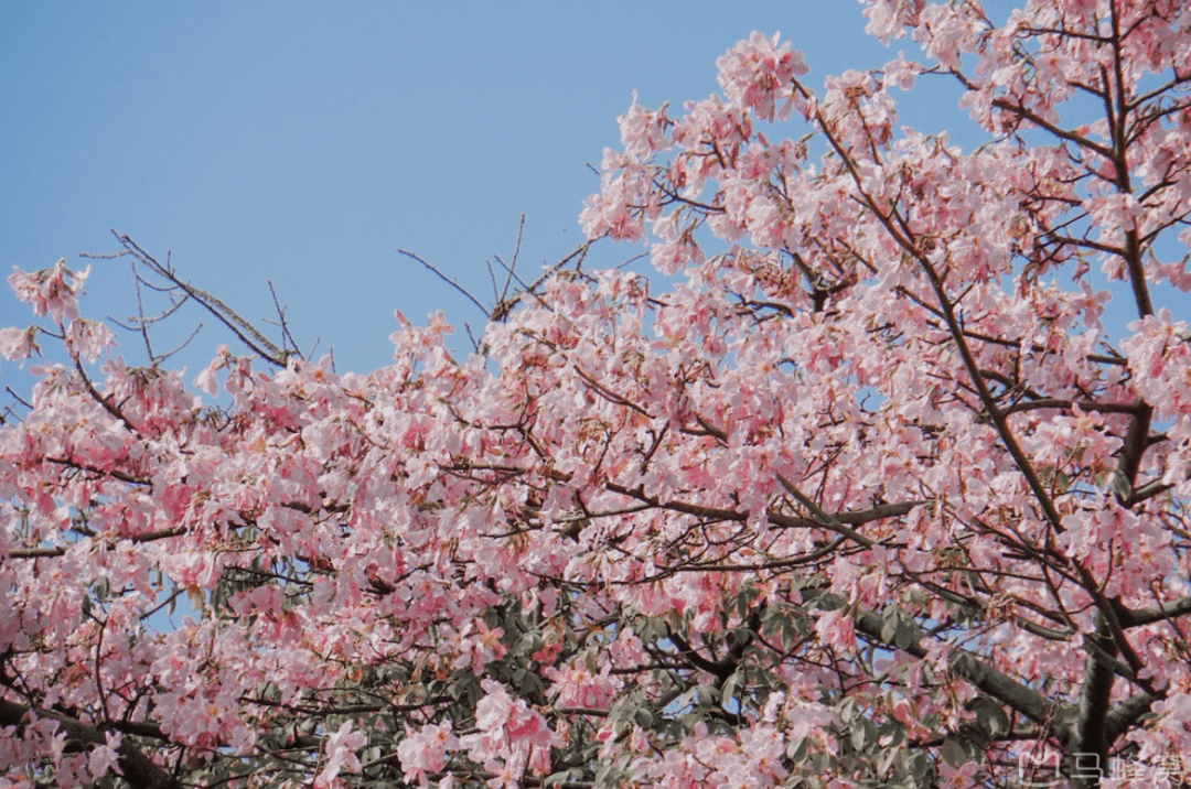 碧桃|「春日可赏花的市区免费营地」. rar