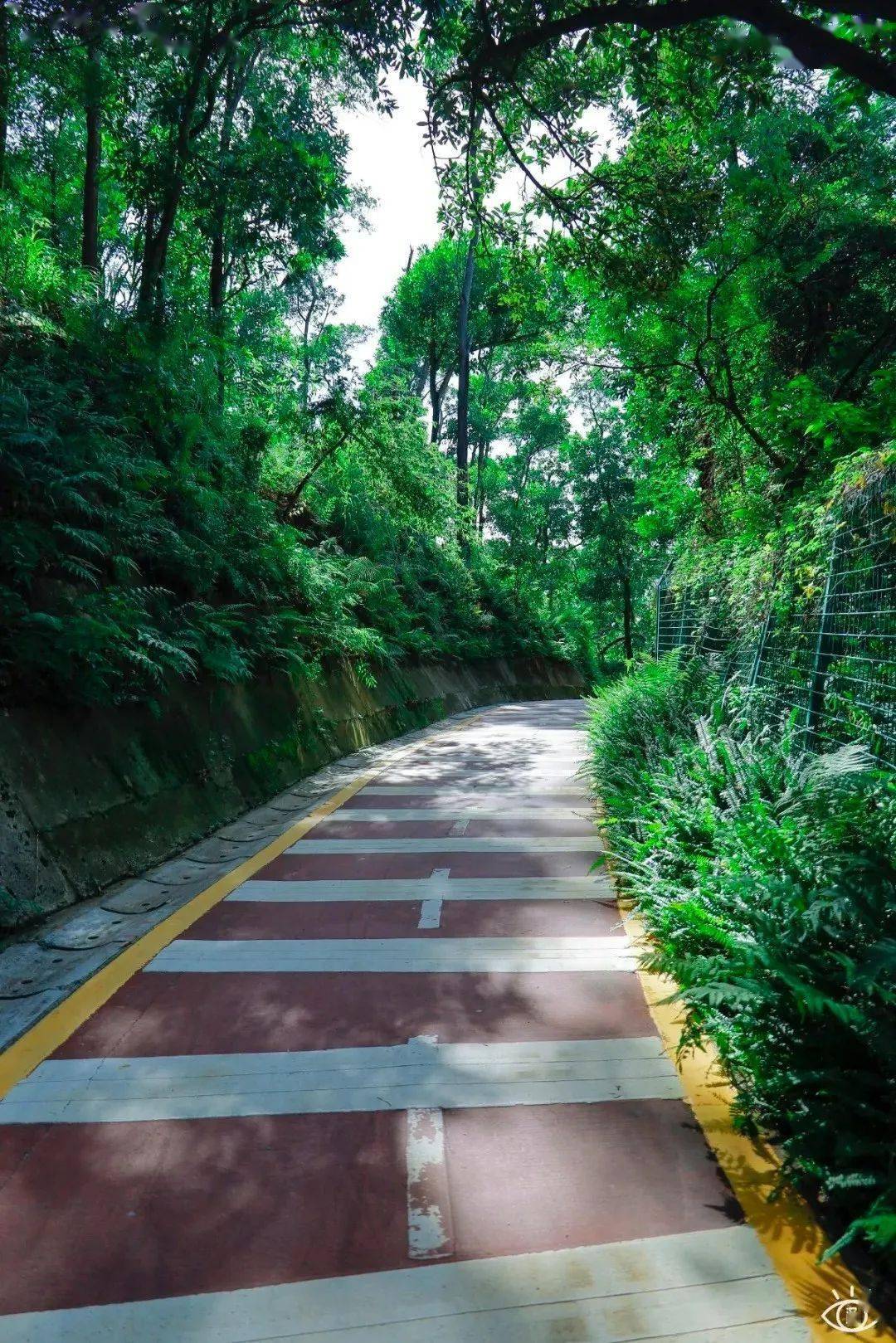 深圳可以骑行的公园图片