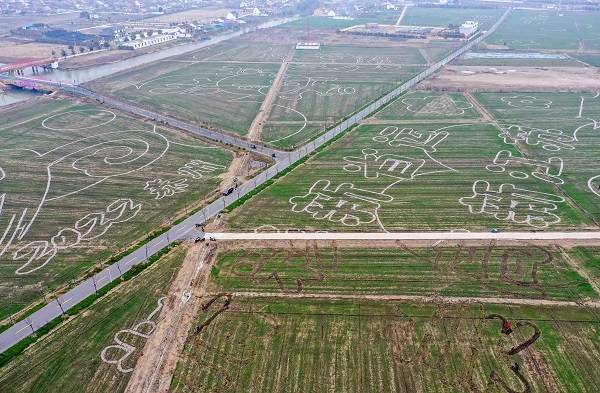 麦画|泰州：麦田绘就春耕图景