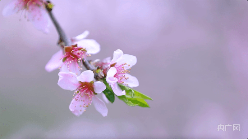 林中赏|邂逅春天丨湖南衡阳：万树桃花盛开 游人纷至沓来