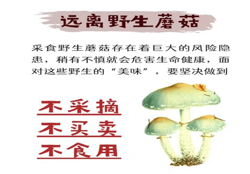 禁食野生蘑菇宣传图片图片