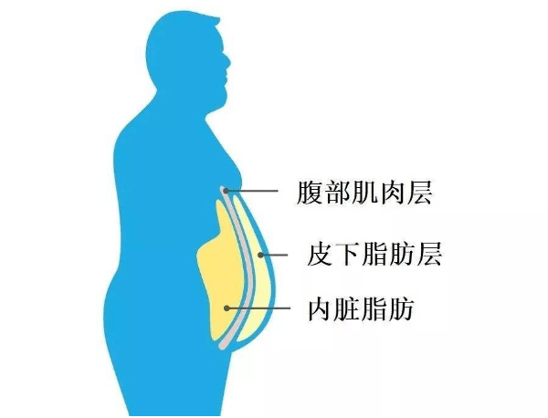 腹，肚子上就是有一坨肉肉。可能要考虑，是不是体内开始长内脏脂肪了。