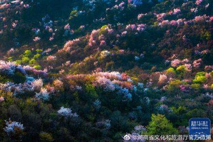 大别山|新县漫山遍野樱花竞相怒放