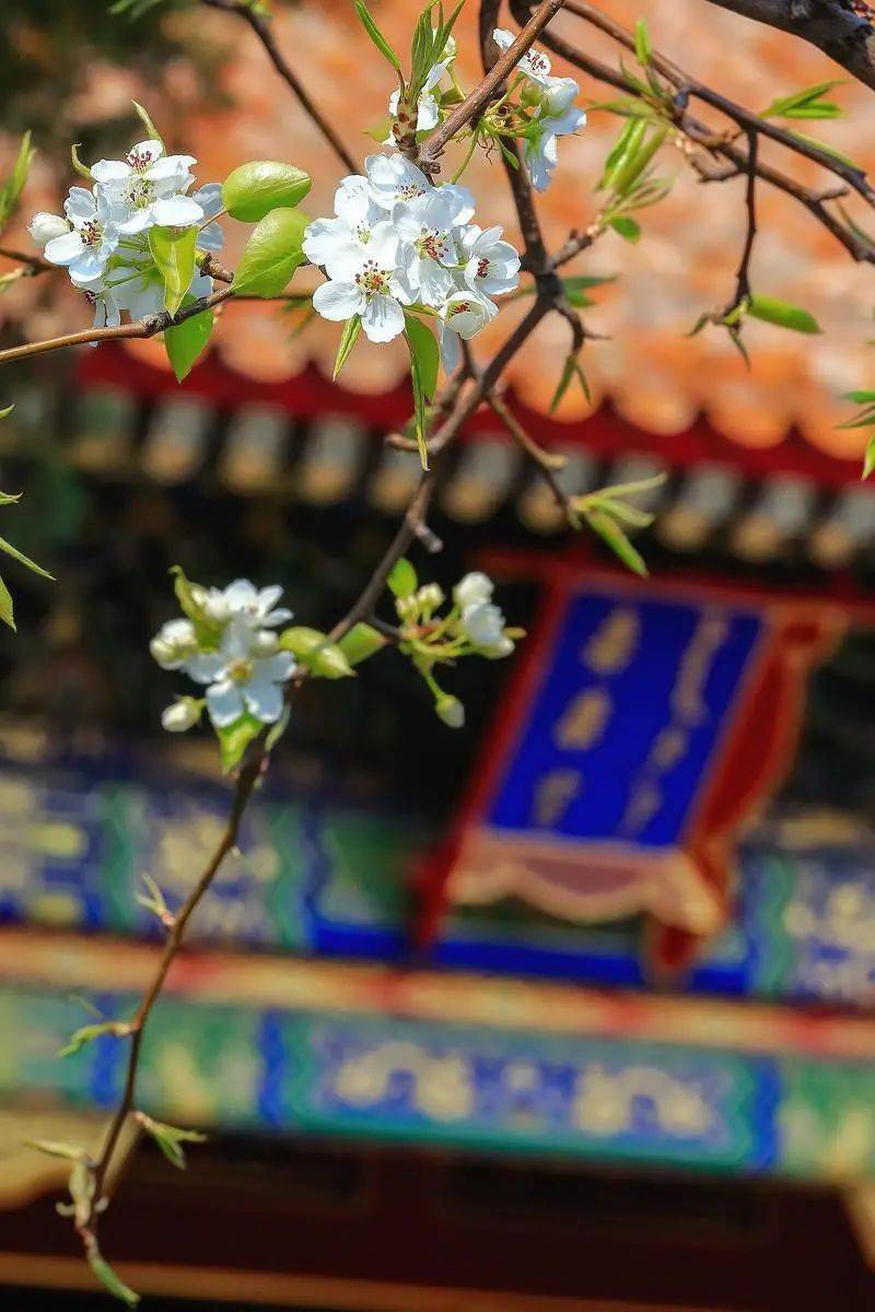 三月故宫寻花赴一场春约看一城花开