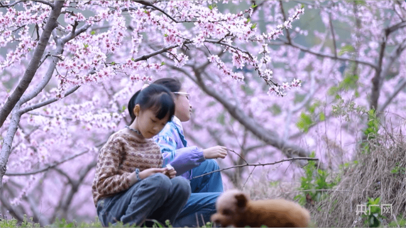 林中赏|邂逅春天丨湖南衡阳：万树桃花盛开 游人纷至沓来