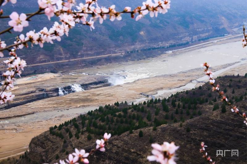 黄河水|山西壶口瀑布迎来“桃花汛”