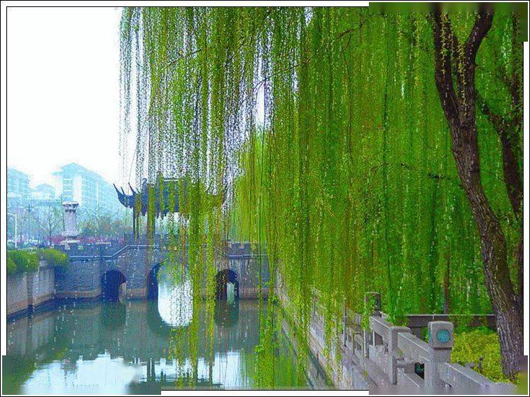 万条垂下绿丝绦