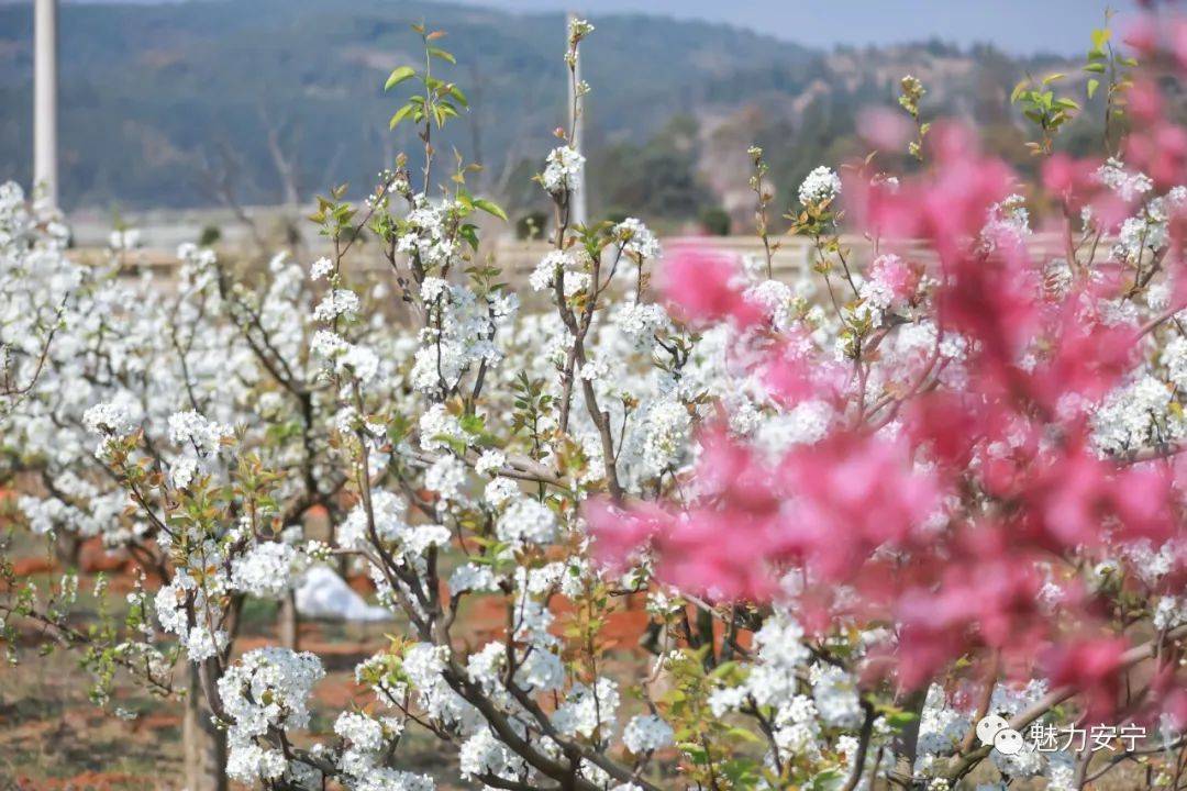 到达|在阳春三月里邂逅梨花盛开