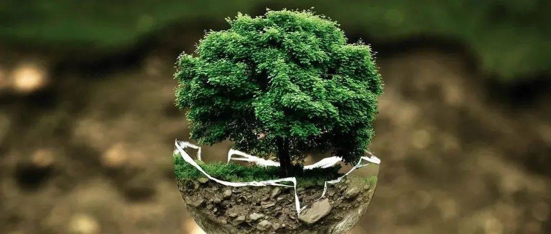 “up a tree”不是“上树”,它真正的意思是……_The_of_out