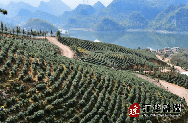 江华小圩壮族乡:"小茶叶"在乡村振兴中展现"大作为"_崇江_雷争元_茶园