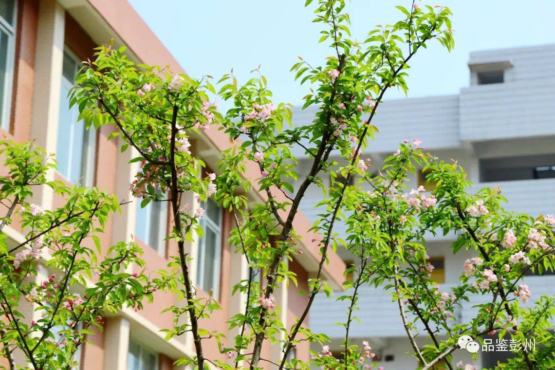 彭州最美的校园春色,每一眼都是心动!_spring_小学_春光