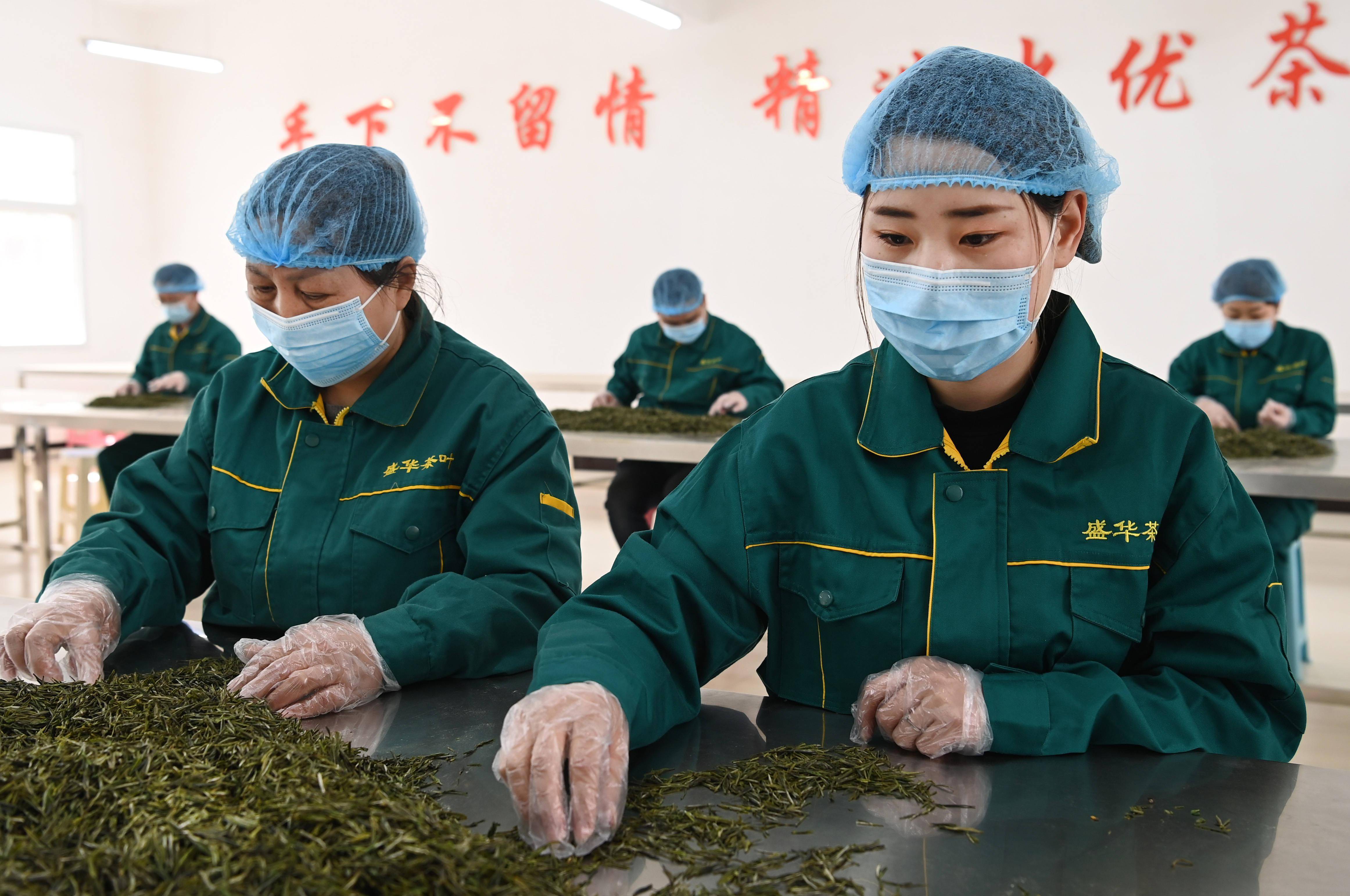 镇安县一家茶叶公司的员工在车间挑选新茶