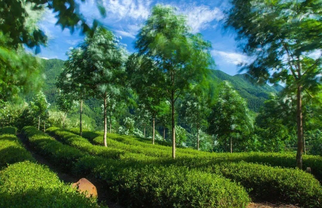 開化邀您沏一杯龍頂,賞一方美景_茶園_大黃山_龍山