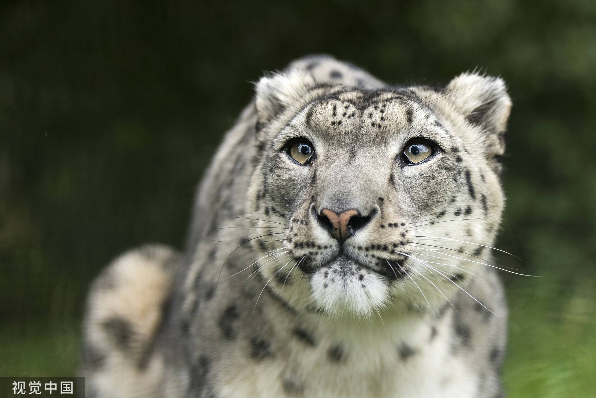 甘肃天祝:首次发现国家一级保护动物雪豹_祁连_数量_邸文炯
