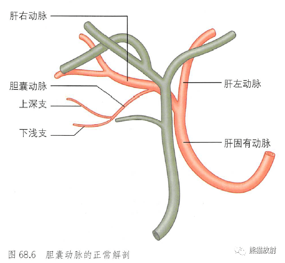胆囊供血动脉解剖图片图片