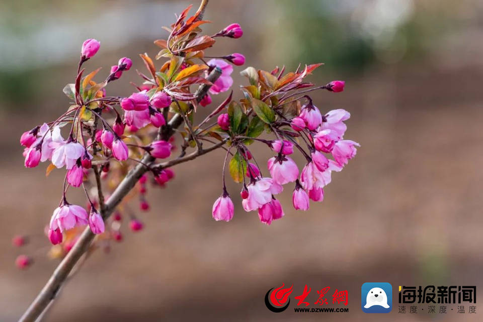 节气|花样菏泽｜满城春色关不住 一路繁花皆盛景