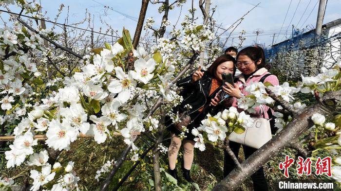 “中国砂梨之乡”万亩梨花盛开 游客乐享春景