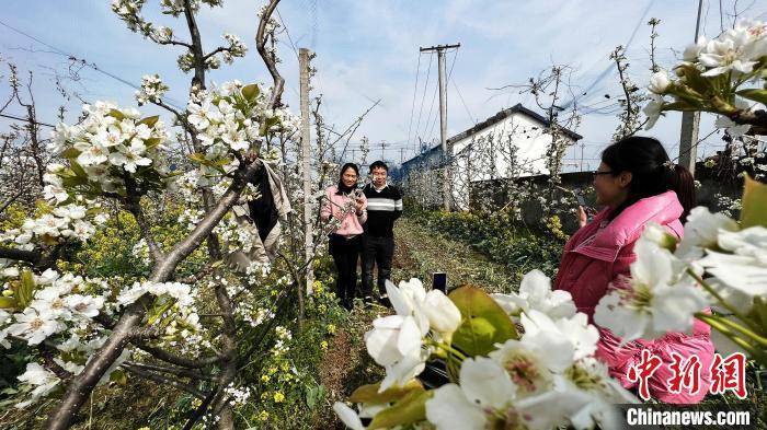梨花|“中国砂梨之乡”万亩梨花盛开 游客乐享春景