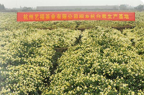 质量检测 品质保证金蒲菊花茶不含任何添加剂成分,我们从源头严格把关