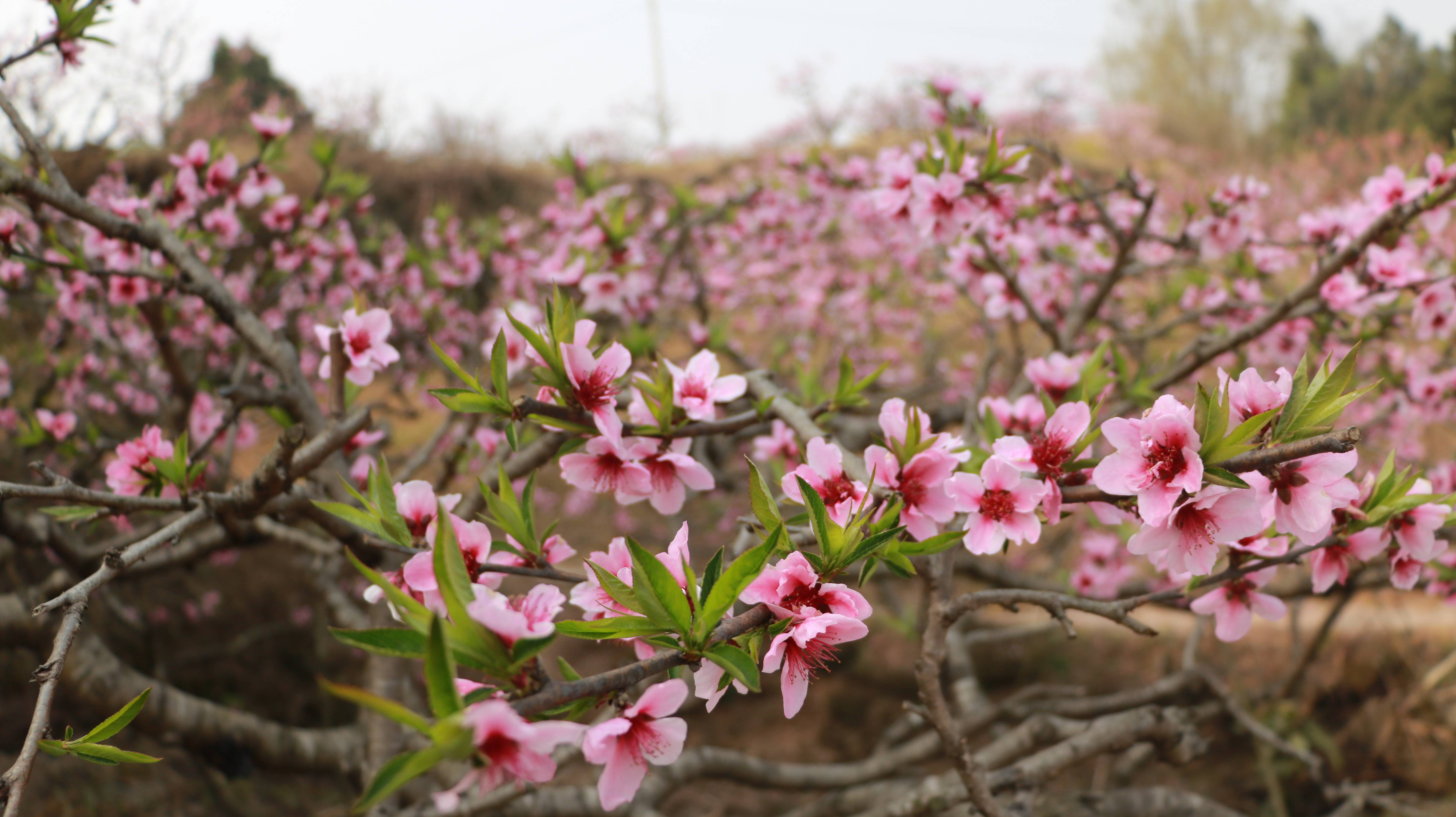 游客|踏青简阳 体验美丽新村新风采