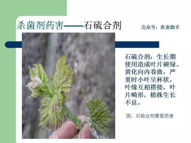虫螨腈,敌敌畏,丁醚脲,毒死蜱,氟铃脲,快螨特,噻唑膦,三唑磷,杀虫单