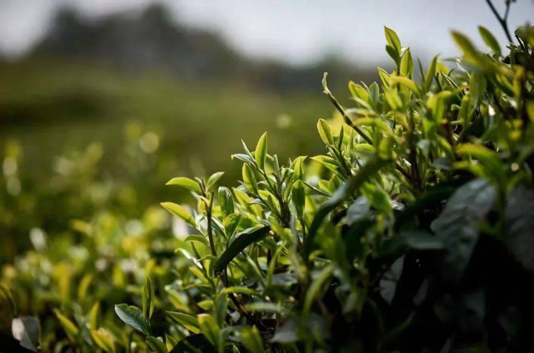 天下茶尊61滇红飘香临沧奢华6日自驾游