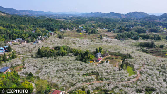 重庆市|漫山遍野春花开